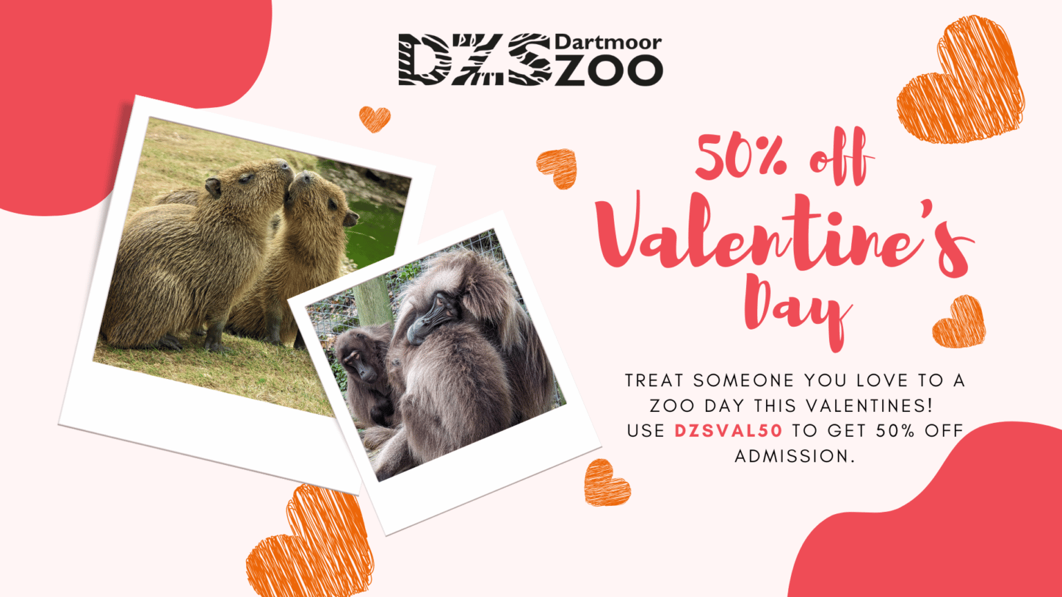 Valentine's Day 50 off Dartmoor Zoo