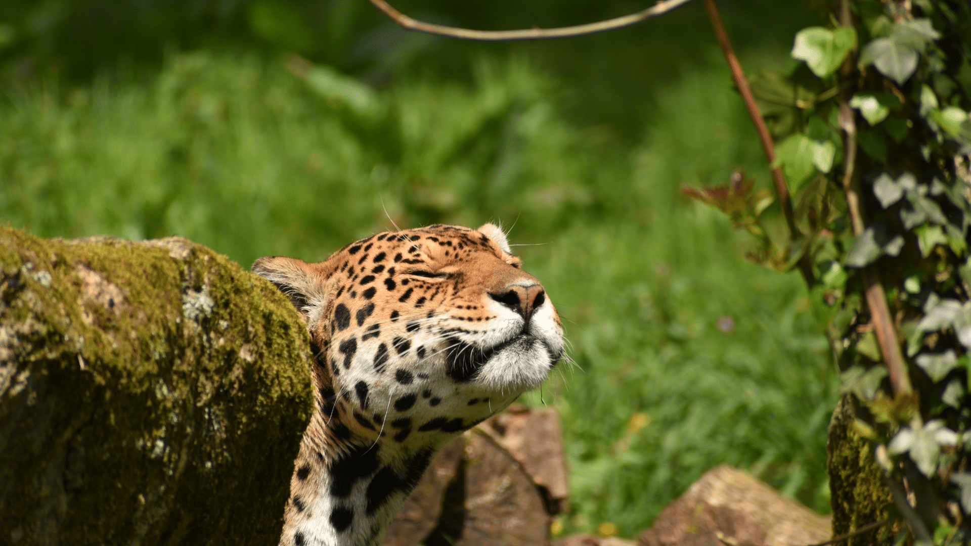 Animals - Dartmoor Zoo