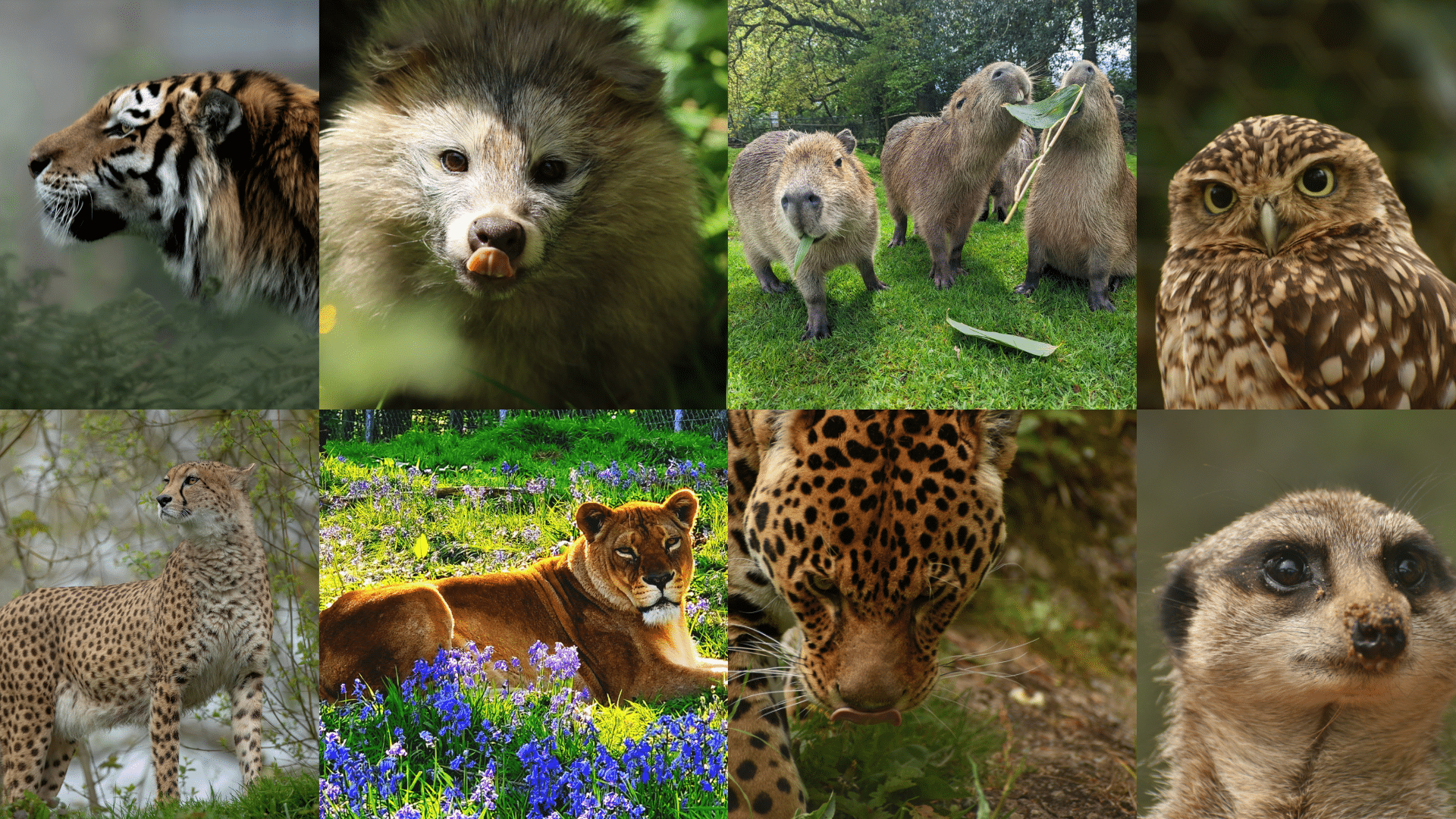 Dartmoor Zoological Society