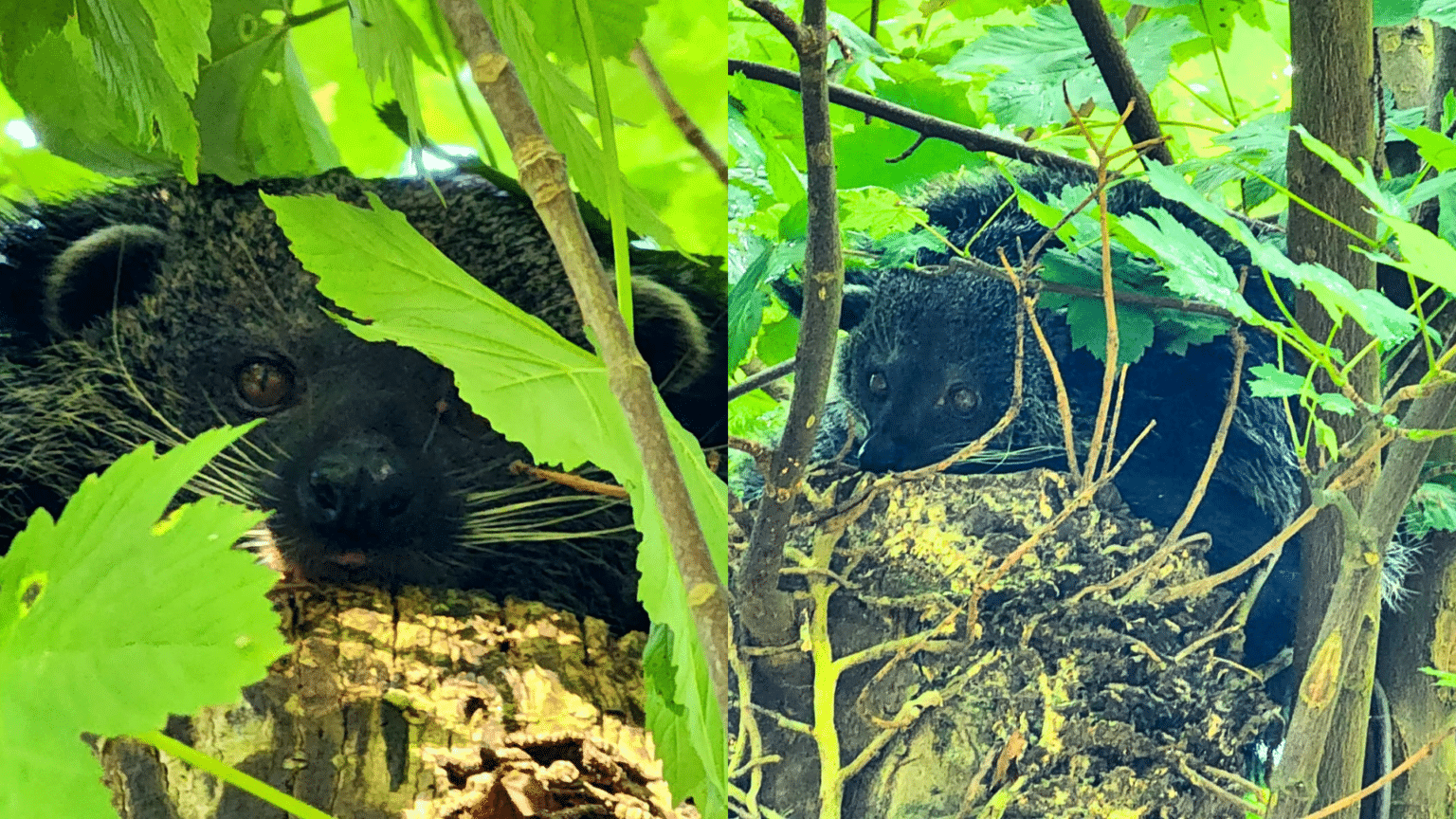 Dartmoor Zoo new resident! Dartmoor Zoo