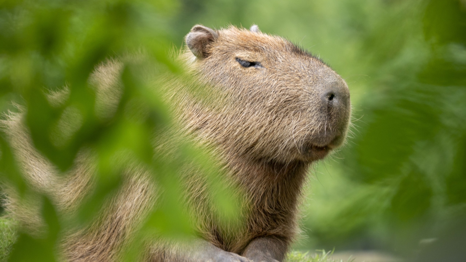 Devon Attractions Why Dartmoor Zoo Should Be on Your List