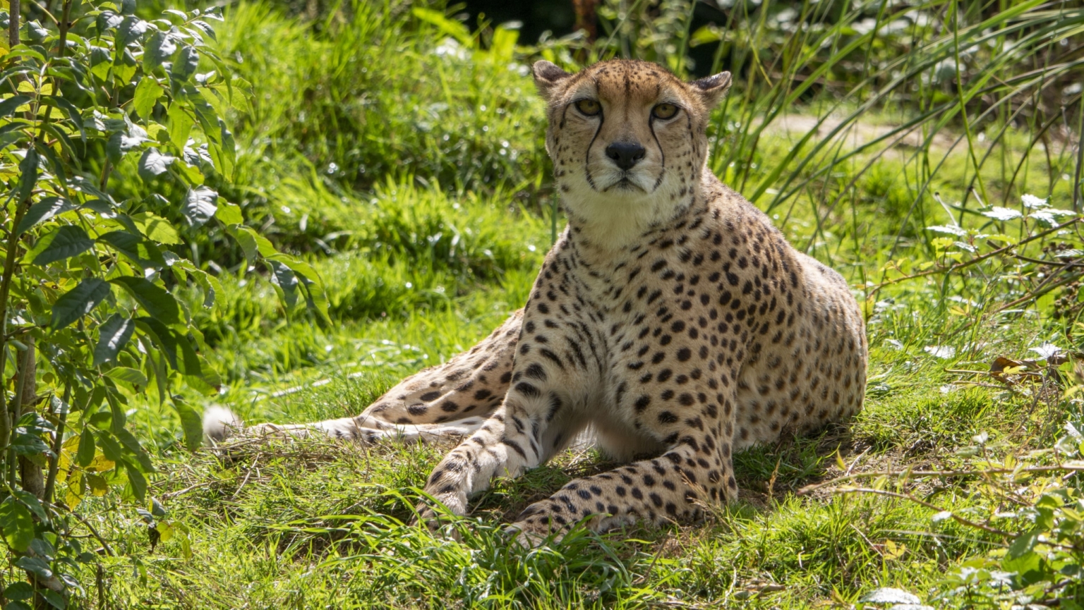 The Perfect Family Day Out in Devon at Dartmoor Zoo