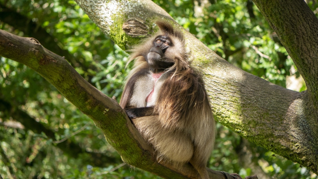 A Unique Family Day Out in Devon Awaits at Dartmoor Zoo