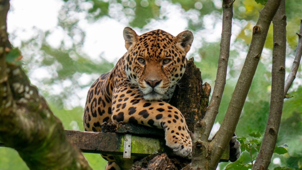 family animal adventure in Devon at Dartmoor Zoo