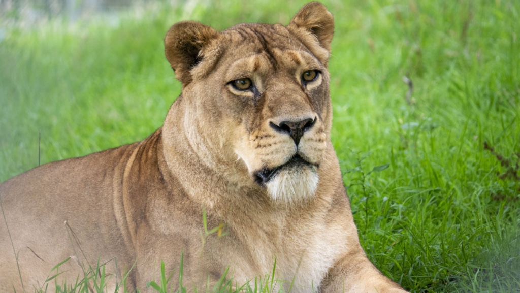 A Fun Family Day Out in Devon at Dartmoor Zoo