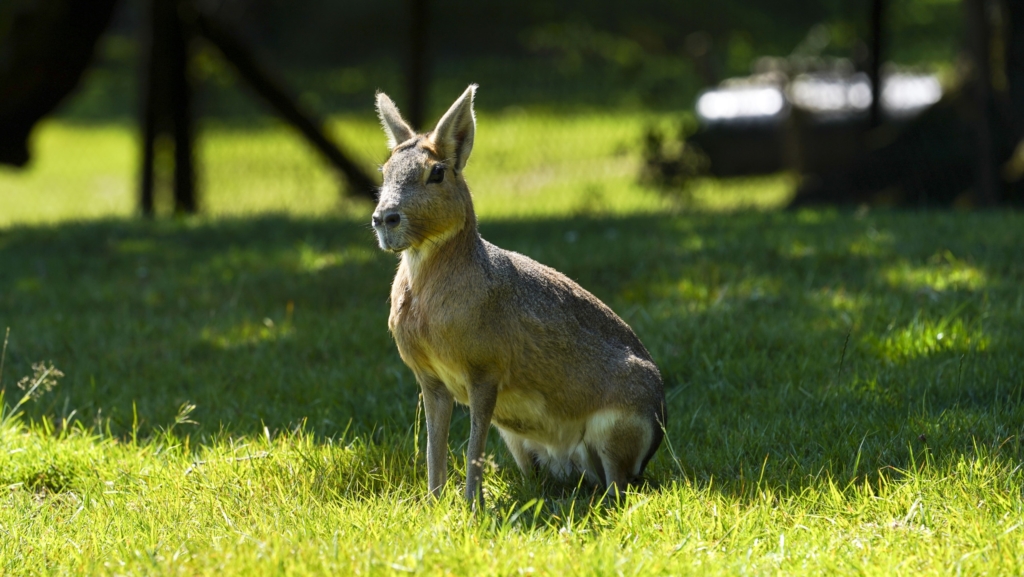A Unique Family Experience in Devon at Dartmoor Zoo