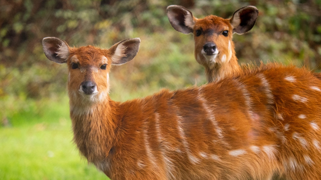 Days Out with Kids in Devon at Dartmoor Zoo