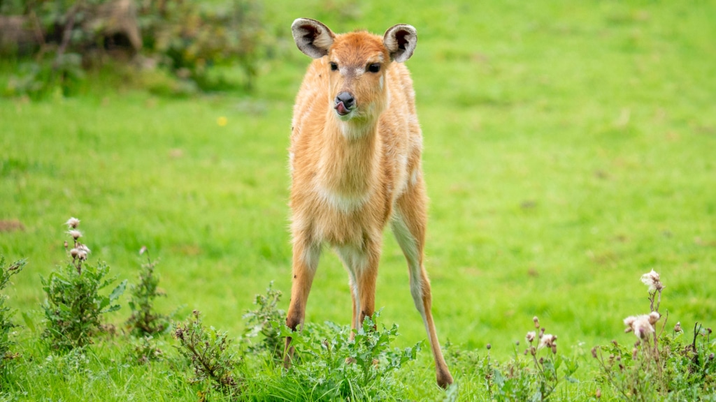 Family Fun in Devon at Dartmoor Zoo