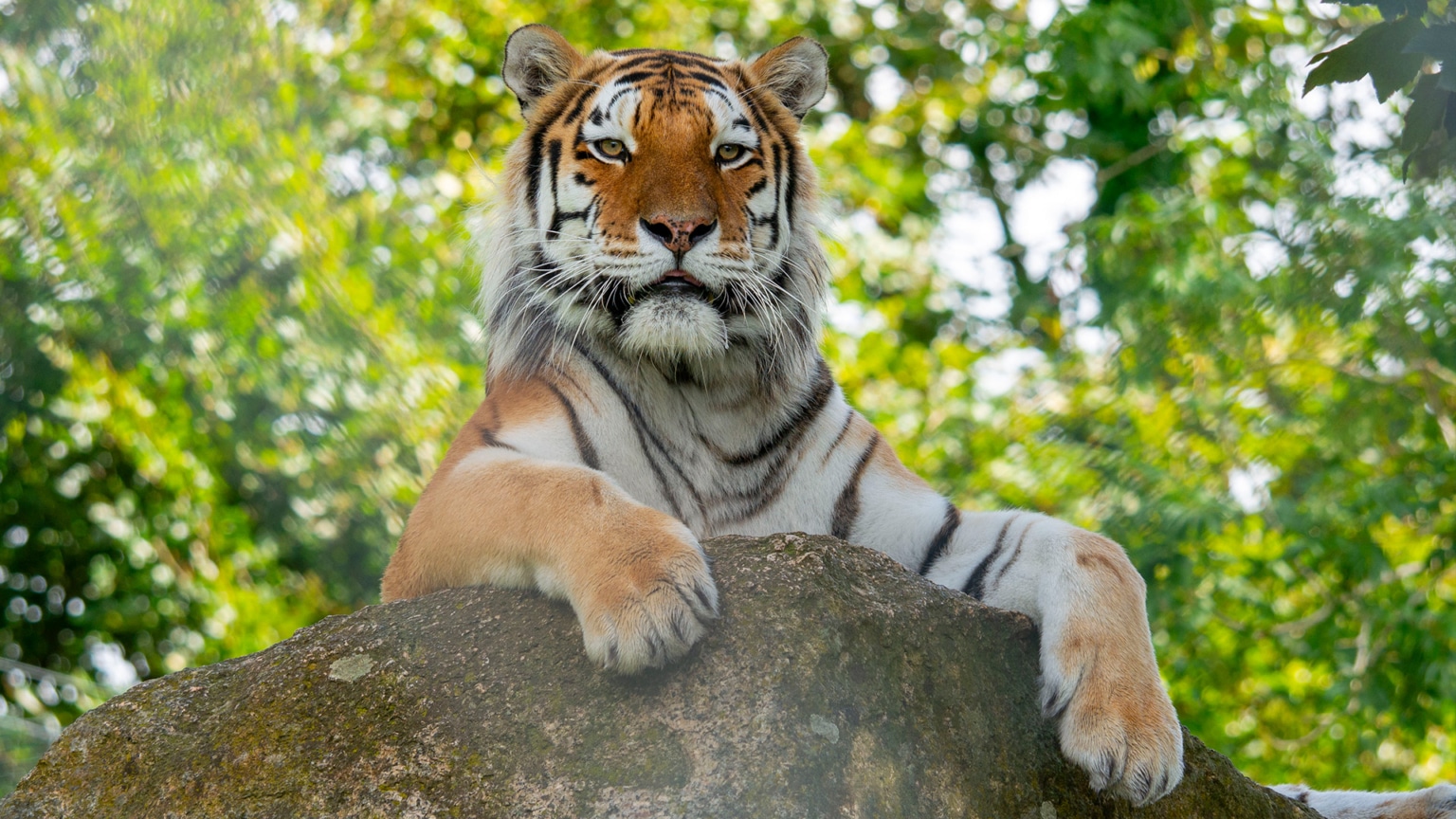 Days Out in Devon and Cornwall at Dartmoor Zoo