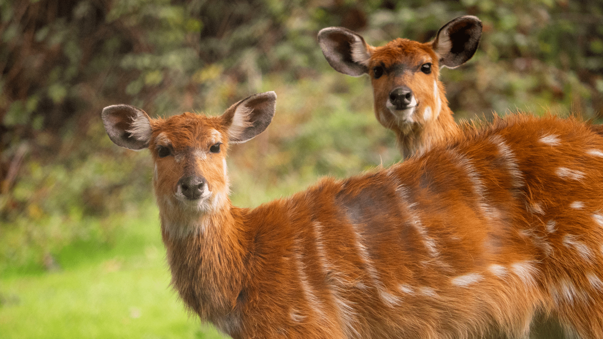 Dartmoor Zoo: A Family-Friendly Adventure in Devon