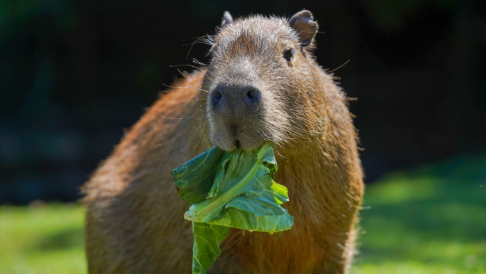 Family-Friendly Eateries in Devon Near Dartmoor Zoo