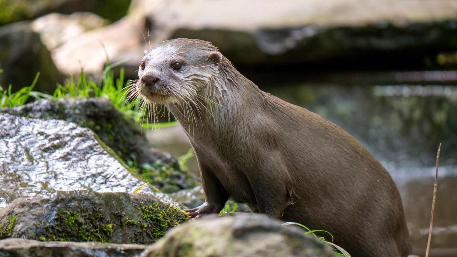 Days Out in Devon for Families at Dartmoor Zoo