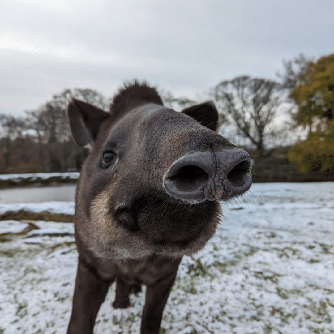 Devon Christmas events