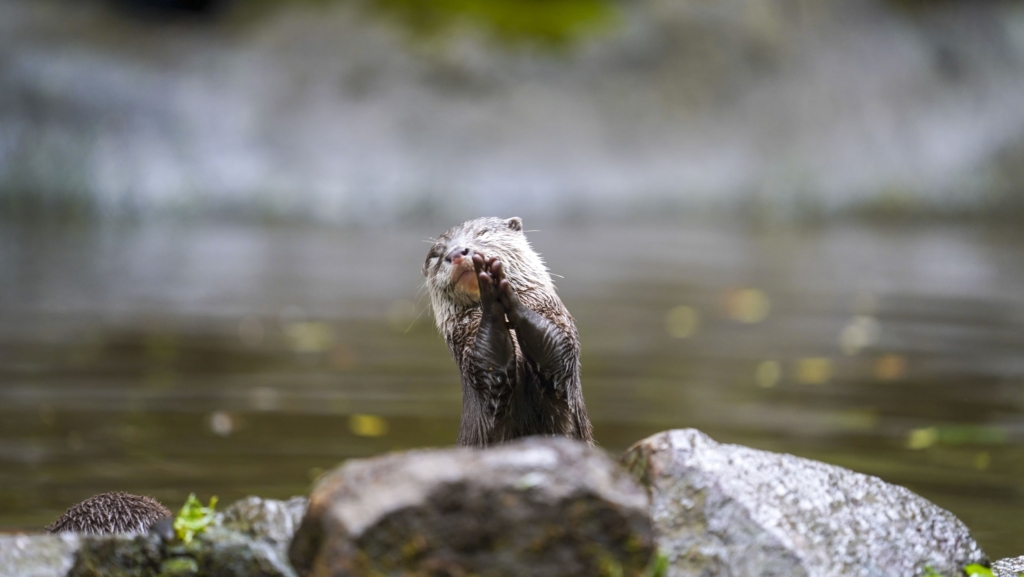 Conservation and Environmental Education for Children in Devon