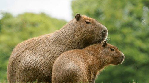 School groups - Dartmoor Zoo