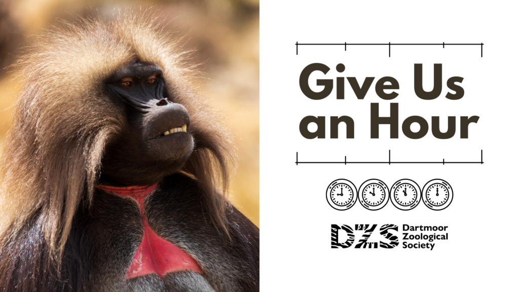 Ways to get involved Dartmoor Zoo