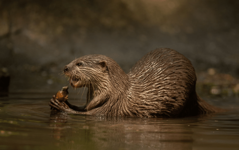 Otter conference room hire package