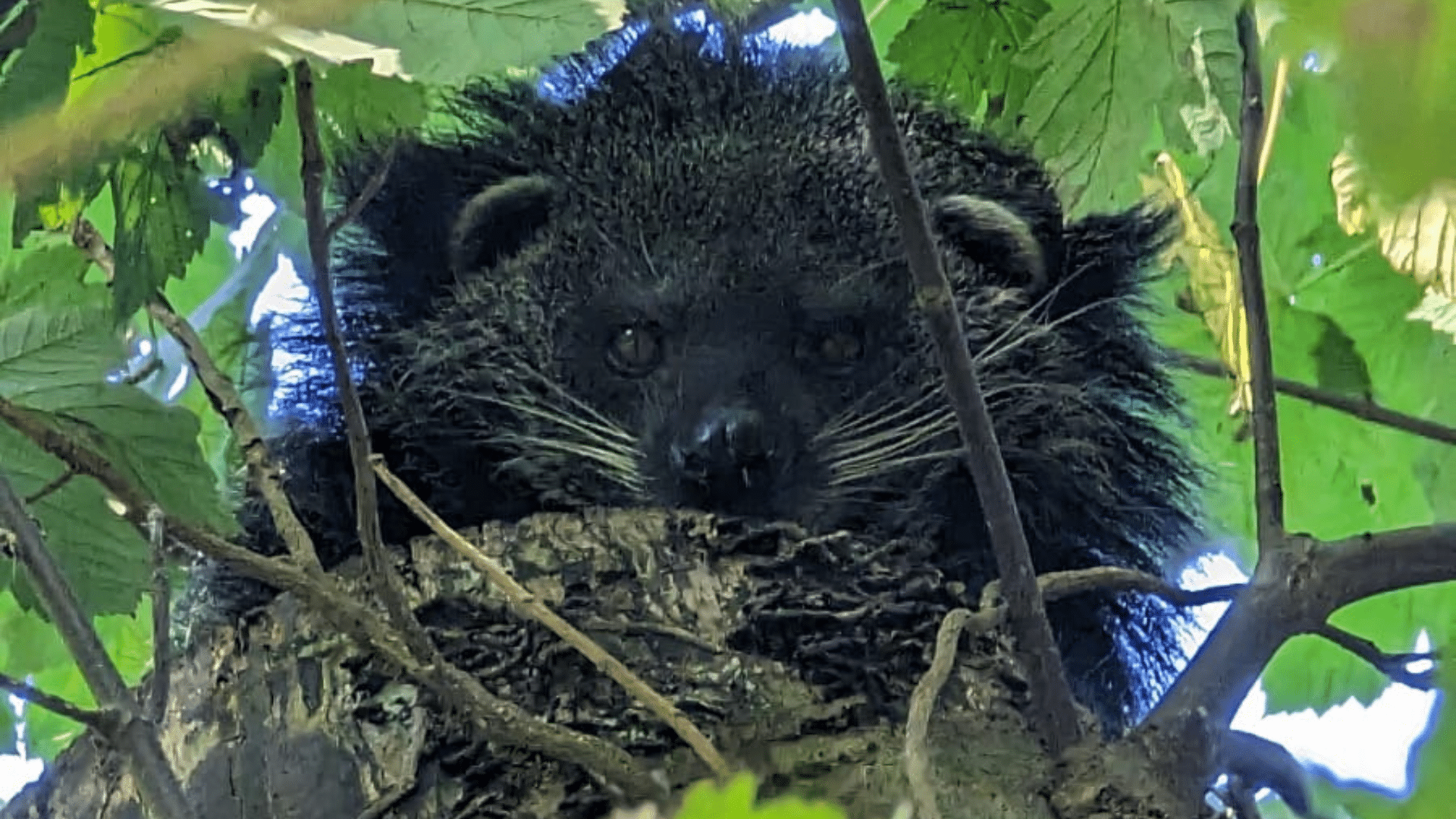 Missing binturong has been found safe and returned to Dartmoor Zoo!