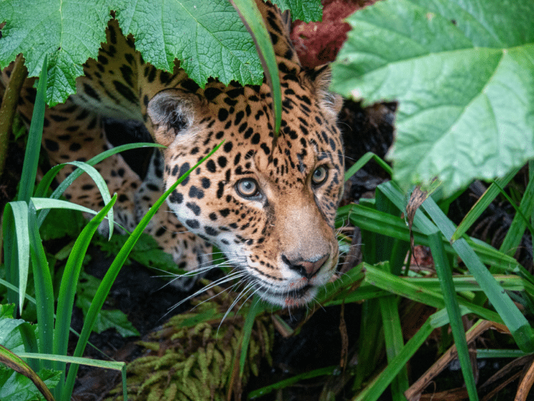 Dartmoor Zoo Discount Codes Dartmoor Zoo