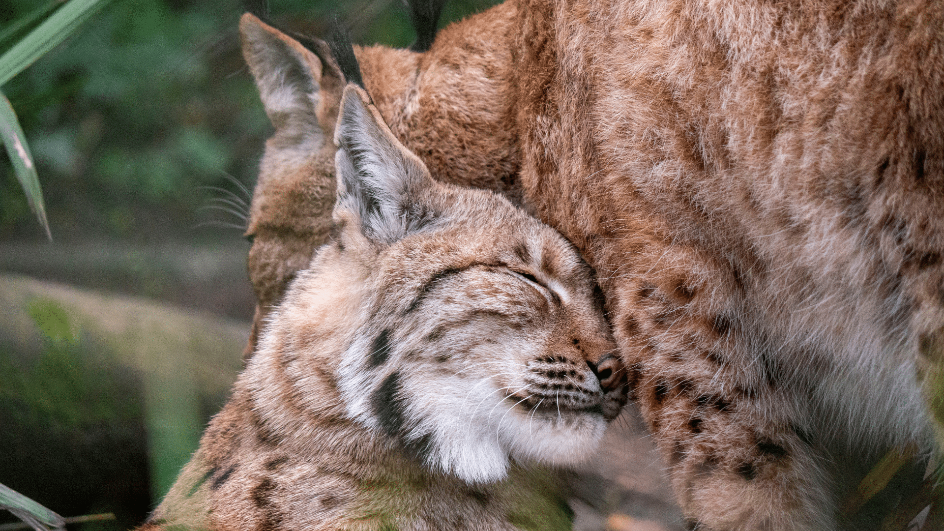 ‘Flavily’ Dartmoor Zoo’s hottest new lynx couple!