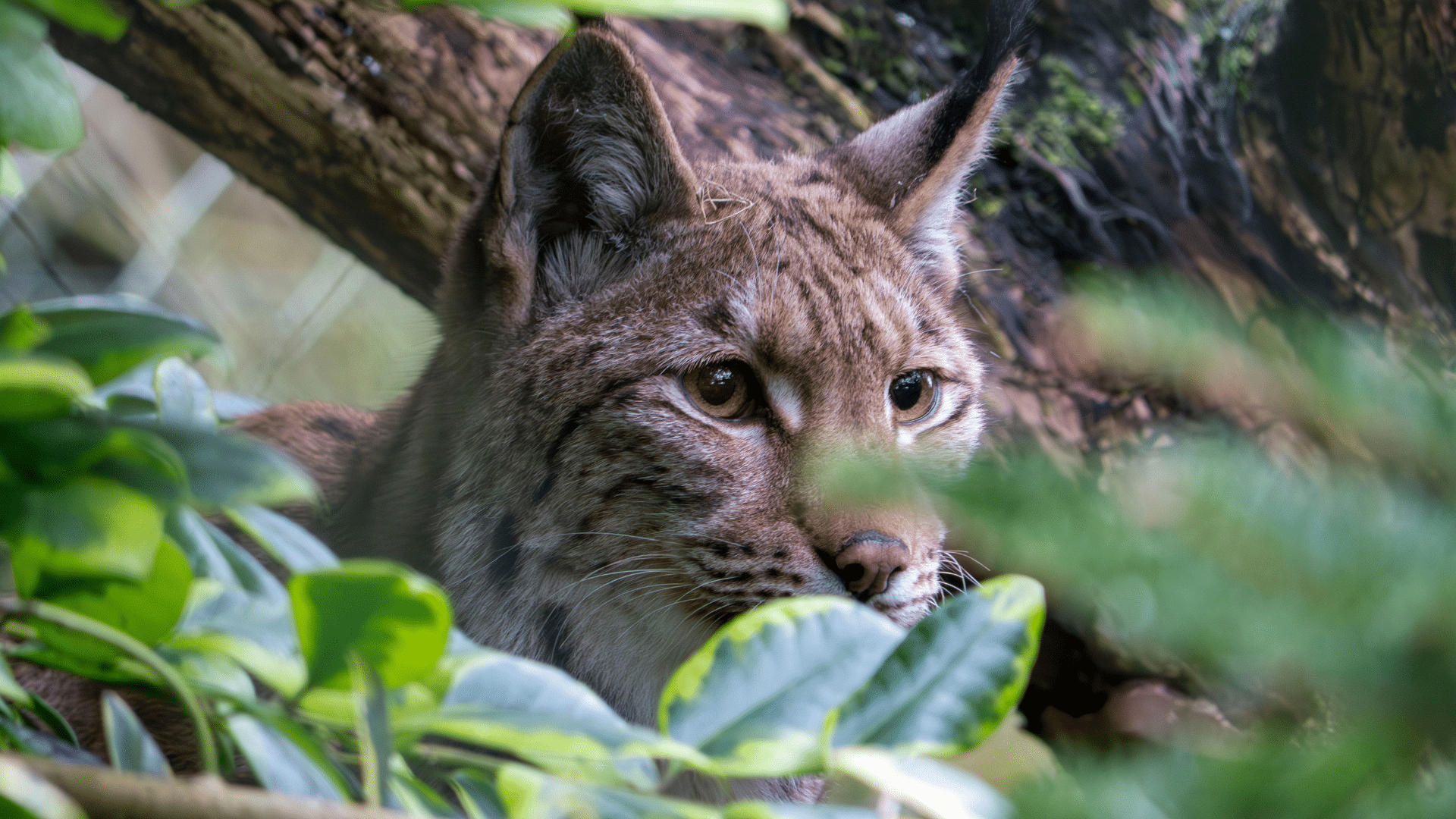 Dartmoor Zoo welcomes new lynx, Emily!