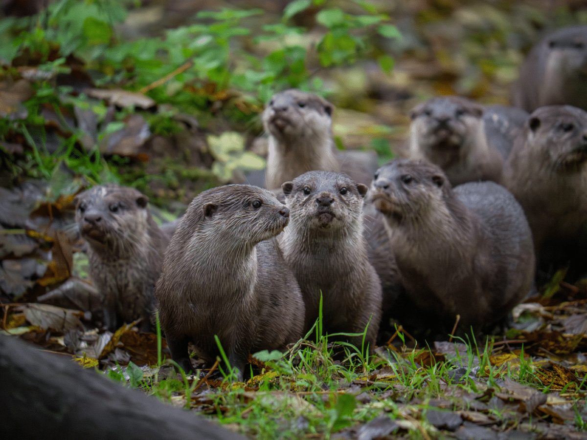 Dartmoor Zoological Society