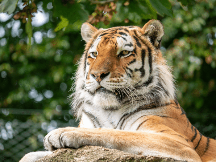12 reasons to host your birthday party at Dartmoor Zoo Dartmoor Zoo