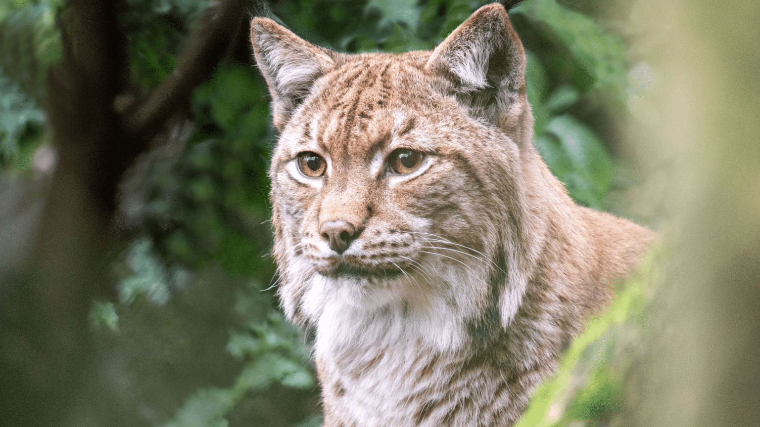 We Bought a Zoo Dartmoor Zoo