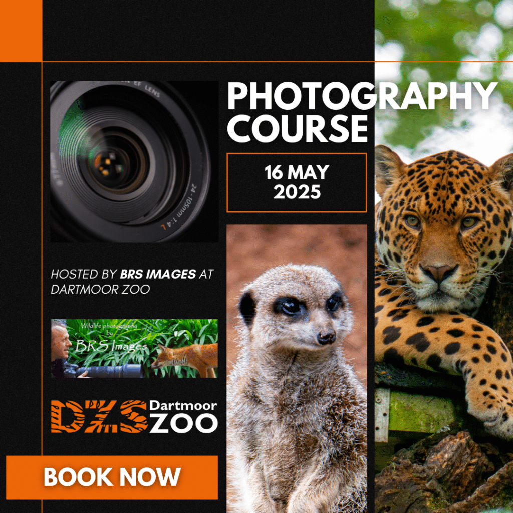 Photography Course with BRS Images Dartmoor Zoo