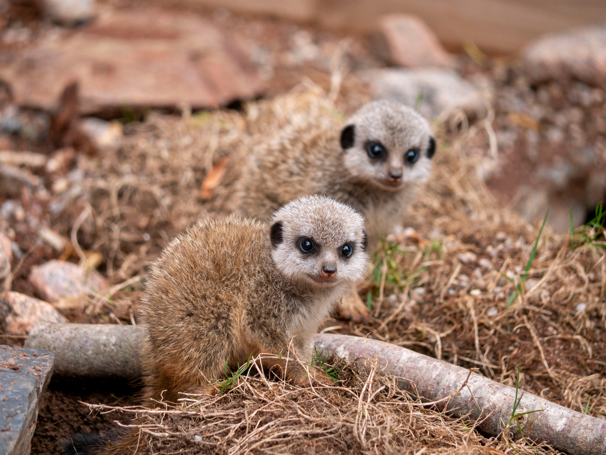 Our Meerkat pups have been named!