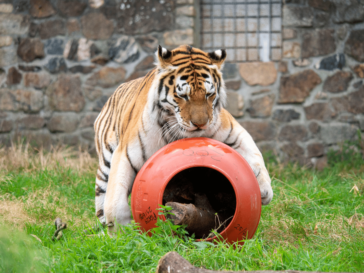 Dragan is having barrels of fun!