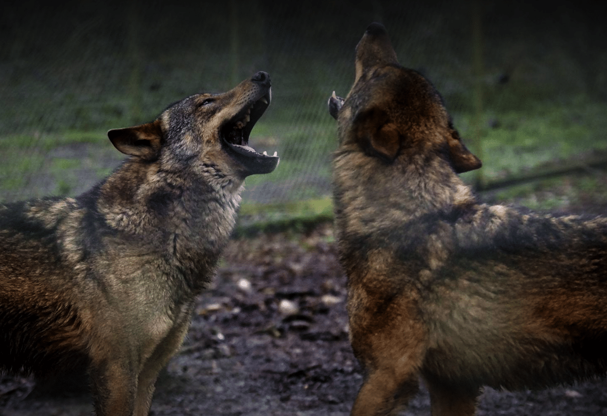 Halloween events Dartmoor Zoo (1)