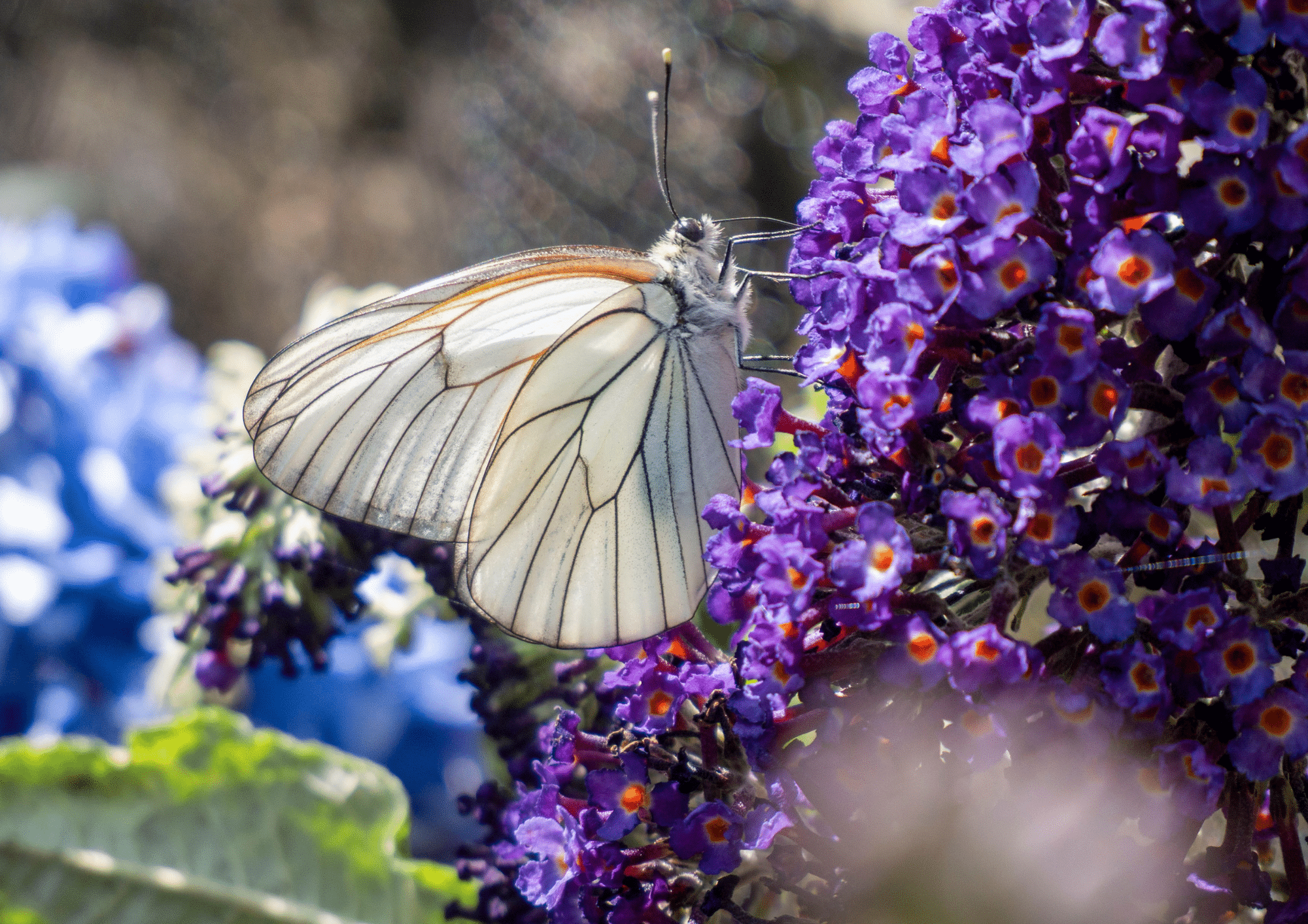 Bringing Black-Veined White Butterflies back to the UK!
